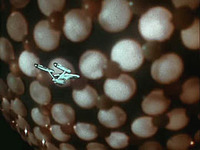 Star Trek > The Corbomite Maneuver