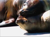 Imagen Animals in Love