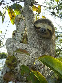 Imagen Sloth