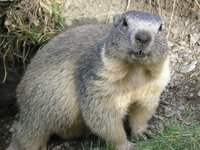 Imagen Groundhog