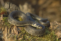 image Snake