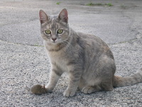 image Cat