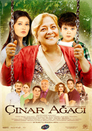 ▶ Çınar Ağacı