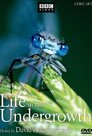 ▶ Verborgene Welten - Das geheime Leben der Insekten