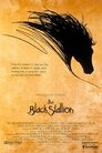 ▶ The Black Stallion