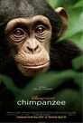 ▶ Chimpanzés