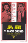 ▶ The Black Orchid
