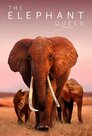 ▶ Die Elefantenmutter