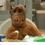 Alf > Hooked on a Feeling